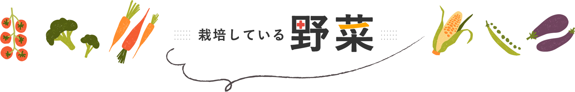 栽培している野菜