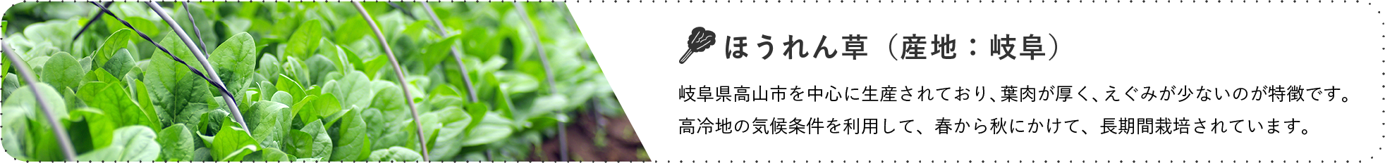 ほうれん草(産地:群馬) / 秋から冬にかけての出荷量が年間出荷量の約65%を占めます。
中山間地から平坦地まで産地が幅広いです。