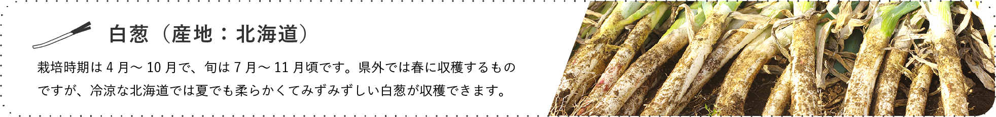 白葱(産地:北海道) / 栽培時期は4月~10月で、旬は7月~11月頃です。県外では春に収穫するものですが、冷涼な北海道では夏でも柔らかくてみずみずしい白葱が収穫できます。
