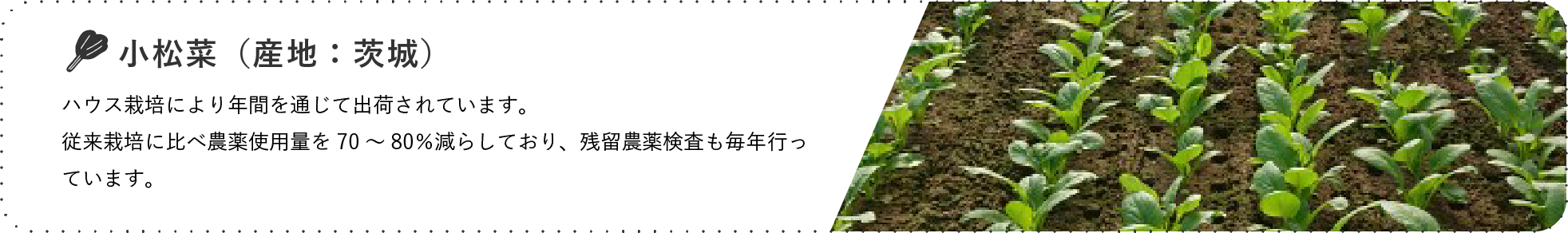 小松菜(産地:群馬) / ハウスやトンネル栽培により年間を通して出荷されています。
中部、北部地域を中心に栽培されています。