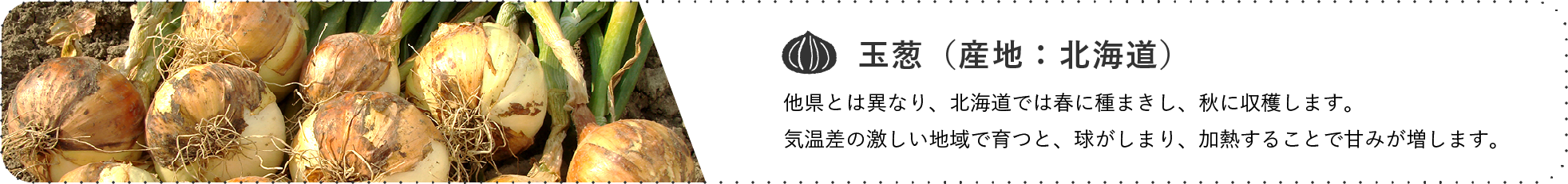 玉葱(産地:北海道) / 他県と異なり、北海道では春に種まきし、秋に収穫します。気温差の激しい地域で育つと、球がしまり、加熱することで甘みが増します。