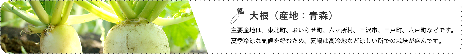 大根(産地:青森) / 主要産地は、東北町、おいらせ町、六ヶ所村、三沢市、三戸町、六戸町などです。夏季冷涼な気候を好むため、夏場は高冷地など涼しい所での栽培が盛んです。