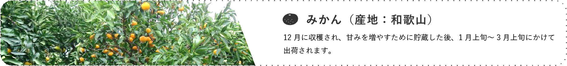 みかん(産地:岐阜) / 12月に収穫され、甘みを増やすために貯蔵した後、1月上旬~3月上旬にかけて出荷されます。